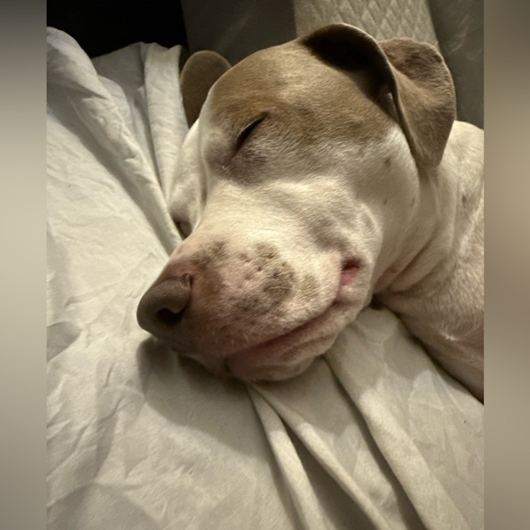 Bowie’s Treat Jar +Free Shipping!! - Picture 8 of 15